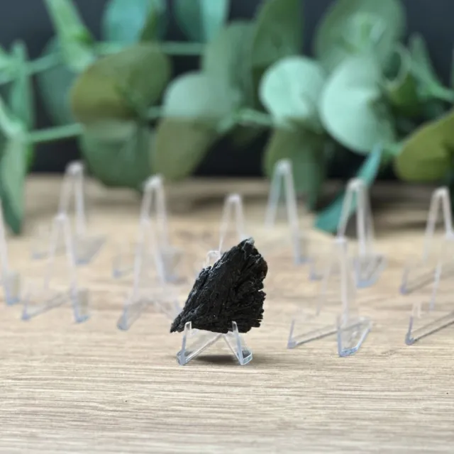 Specimen/Skiveholder (små/mini)