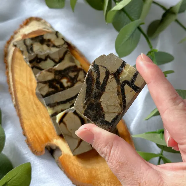 Septarian Skiver